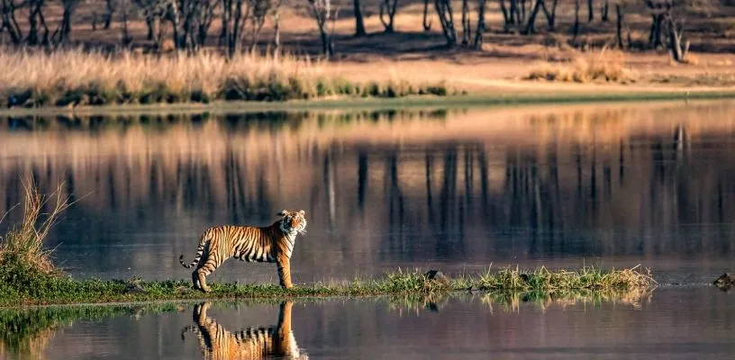Jaipur To Ranthambore Tour